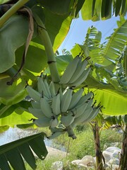 close up green banana tree in fruit garden