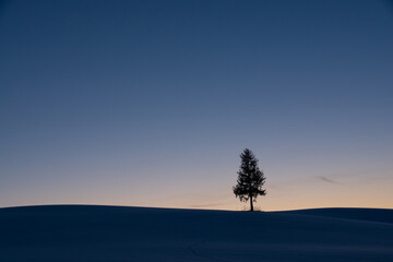 冬の夕暮れの丘の一本の木