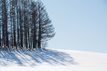 カラマツ林と雪原の影
