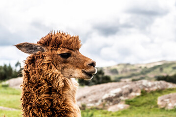 llama in Peru