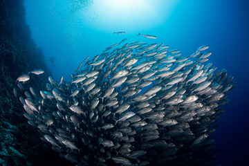 School of Jackfish