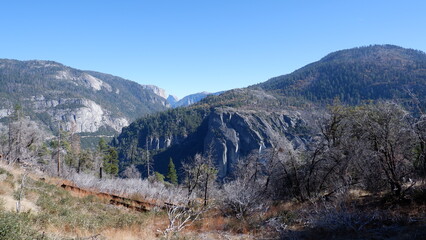 Forest and mountain landscape