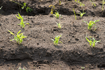 畑のトウモロコシの芽