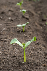 畑のカボチャの芽