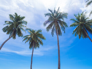 Coconut or palm tree with light day on blue sky background. outdoor nature for travel summer holidays.