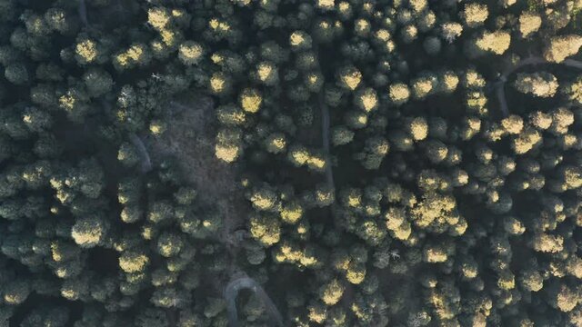 Aerial photography of a forest during a sunset, vertical view.