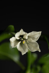 Close up flower of serrano chili pepper plant