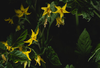 Obraz premium close up portrait of Cherry tomato plant flower