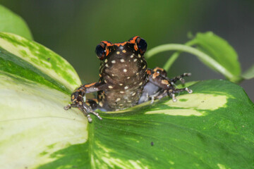 Hylarana signata, spotted stream frog on the leaf