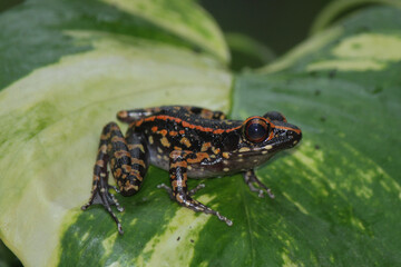 Hylarana signata, spotted stream frog on the leaf