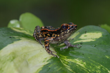 Hylarana Signata, Spotted stream frog on the leaf
