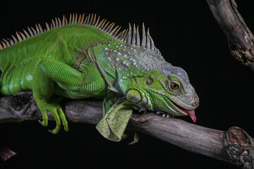 The Green Iguana on the branch
