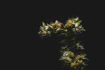 Portrait of beautiful succulent plant flower, studio light