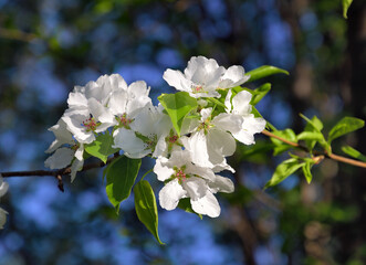 White flowers on a branch
