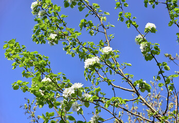 Blooming branches against the sky