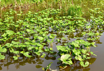 Water Lily leaves in the wate