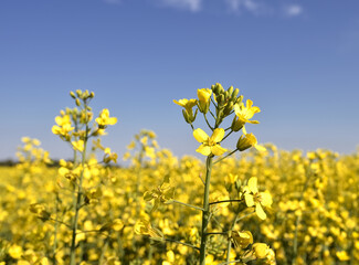 Blooming canola in the background of the sky
