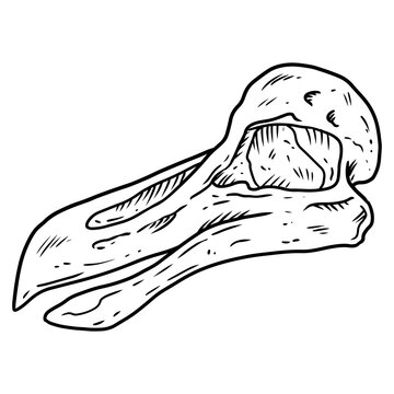 recommend clip art: Dodo bird fossilized skull hand drawn sketch image. Extinct species animal bones fossil hand drawn. Vector stock silhouette