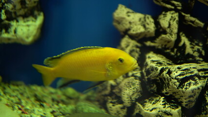 small goldfish swims in aquarium