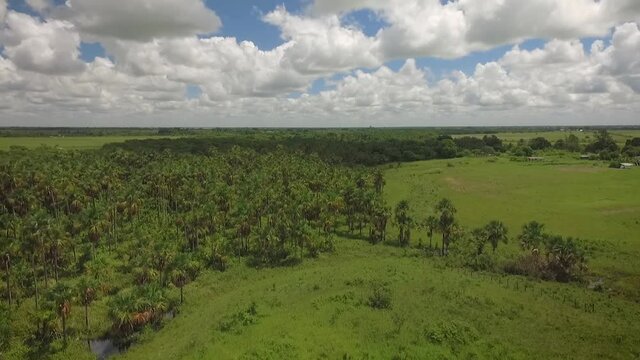 Drone shot of a group of moriches palms in a green savanna with beautiful cloudy skies