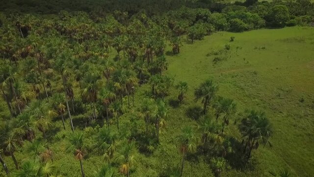 Aerial shot of a group of moriches palms in a beautiful green savanna