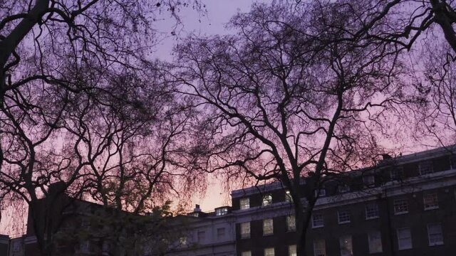 Silhouettes of trees during sunset, magical purple-colored sky in the background.