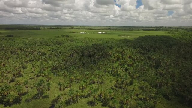 Drone view of a group of moriches palms in a savanna