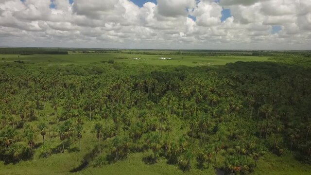 Drone shot of a group of moriches palms in a savanna