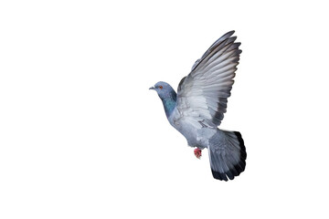 Close up Rock Pigeon Flying in The Air Isolated on White Background with Clipping Path
