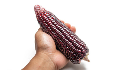 Hand holding a ripe purple corn on isolated white background. It is a variety of flint maize originating from South America.