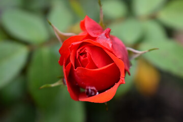 Budding Bloom with Dew