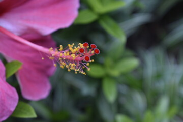flowering plant in the school garden