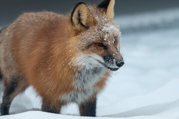 A wild red fox with snow covered face on white background seen in natural environment. Side profile of beautiful animal with ears, chest, fluffy and warm. 