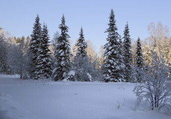 Pyramidal spruces in the winter forest