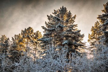 Green spruce in hoarfrost on a frosty winter day.