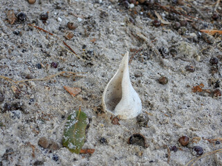 White seashell at the seashore