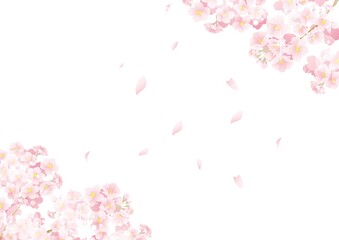 Obraz na płótnie Canvas 桜の背景04