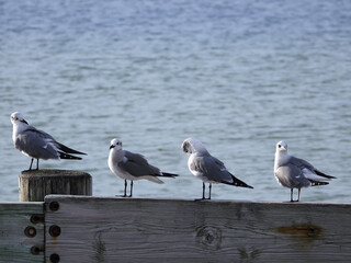 Seagulls at the seashore