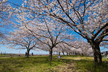 川沿いの桜 © takafumi99999