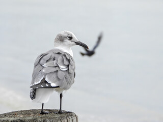 Seagull looking out over ocean