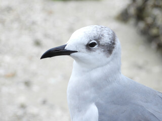 Seagull head portrait