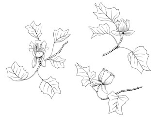Set of Illustration isolated  of Yellow Poplar  Liriodendron Tulipifera.Black and white image of branches, flowers and leaves.