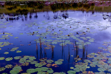 water lily and reeds in the pond
