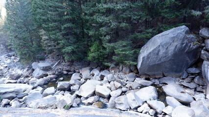 Creek rocks and pine trees in the forest