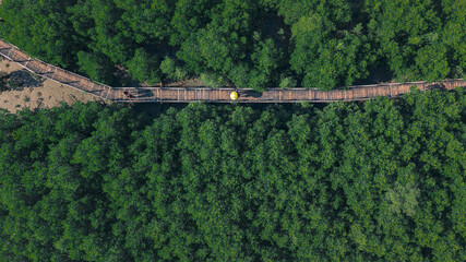 Bridge in the forest