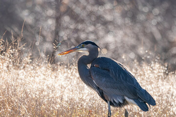 one great blue heron resting besides dense straws in the open field back lit by the sunlight