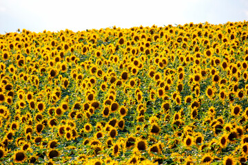 Large field of blooming sunflowers in sunlight. Agronomy, agriculture and botany