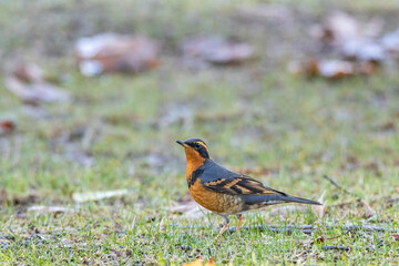 one beautiful thrasher bird resting on short grasses covered ground in the park