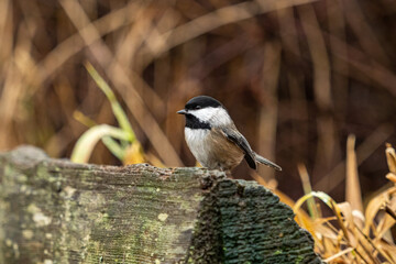 one cute chickadee landing on top of a wet wooden fence in the park near the brown bushes