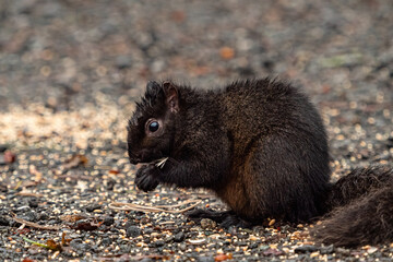 close up of a cute grey squirrel with wet fur eating the bird food scattered on the ground in the park